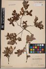Foto von Salix aurita L. x Salix myrtilloides L.